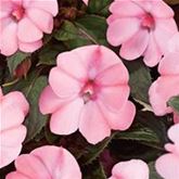 Sonnen-Lieschen 'SunPatiens® Blush Pink'