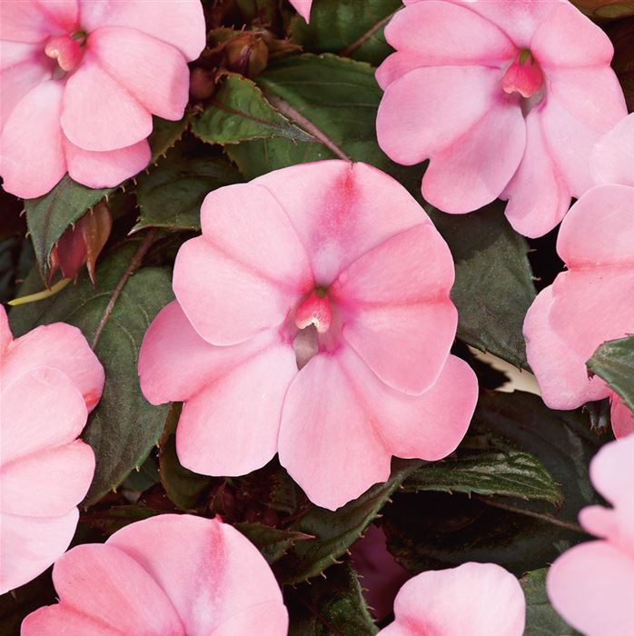 Sonnen-Lieschen 'SunPatiens® Blush Pink'