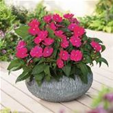 Sonnen-Lieschen 'SunPatiens® Magenta'