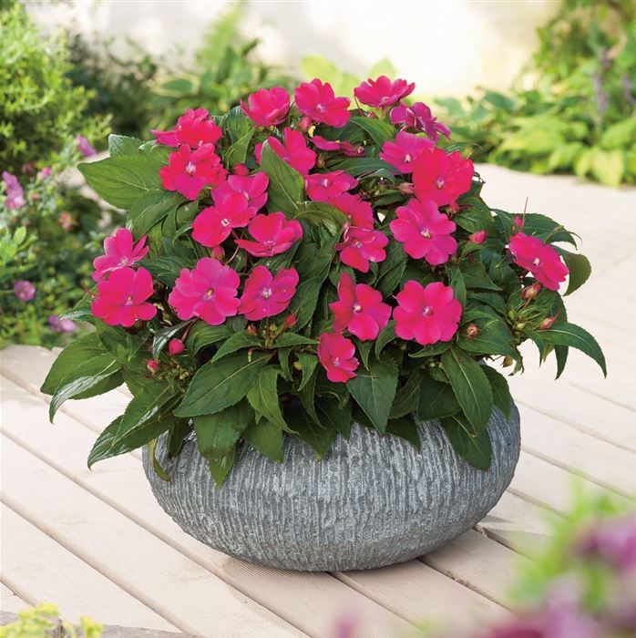 Sonnen-Lieschen 'SunPatiens® Magenta'