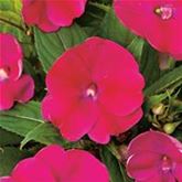 Sonnen-Lieschen 'SunPatiens® Magenta'