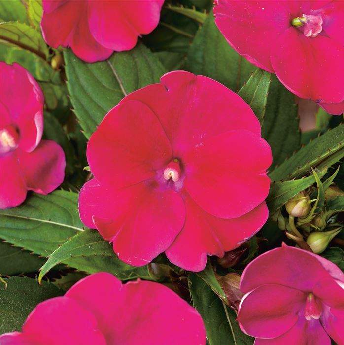 Sonnen-Lieschen 'SunPatiens® Magenta'