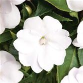Sonnen-Lieschen 'SunPatiens® White'
