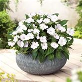 Sonnen-Lieschen 'SunPatiens® White'