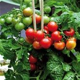 Zwerg-Tomate 'Primabell®'