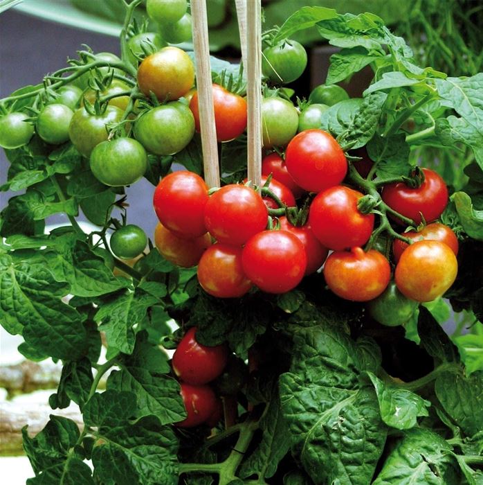 Zwerg-Tomate 'Primabell®'