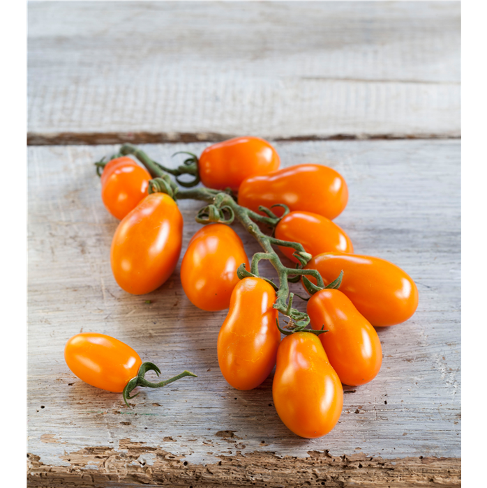 Pflaumen-Cherry-Tomate 'Mirado® Orange' (Santorange) F1