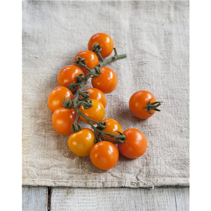 Nektar-Cherry-Tomate 'Solena® Orange' F1