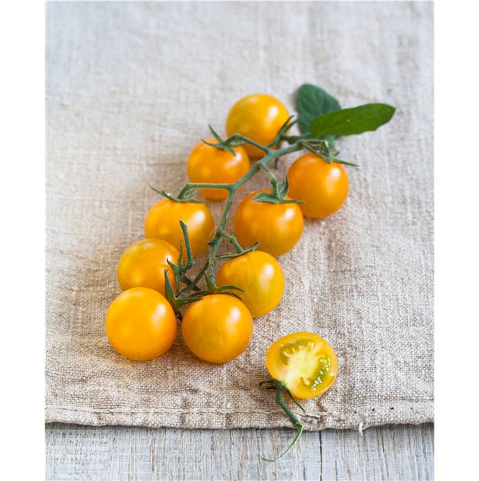 Nektar-Cherry-Tomate 'Solena® Yellow' F1