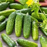 Einlegegurke 'Conny'
