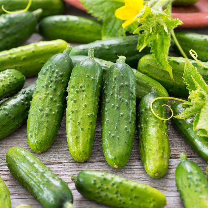 Einlegegurke 'Conny'