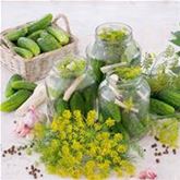 Einlegegurke 'Conny'