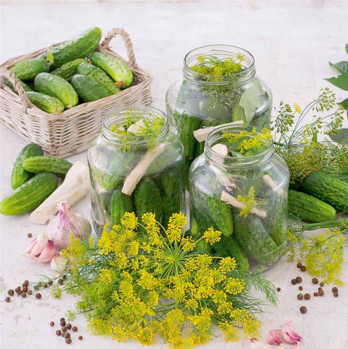 Einlegegurke 'Conny'