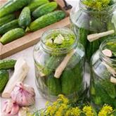 Einlegegurke 'Conny'