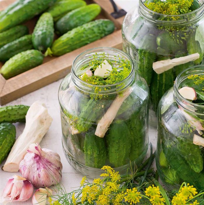 Einlegegurke 'Conny'