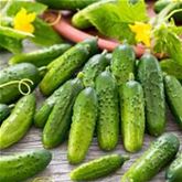 Einlegegurke 'Conny'