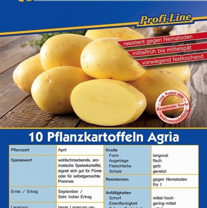 Pflanzkartoffel 'Agria'