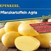 Pflanzkartoffel 'Agria'