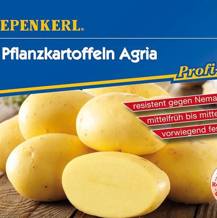 Pflanzkartoffel 'Agria'