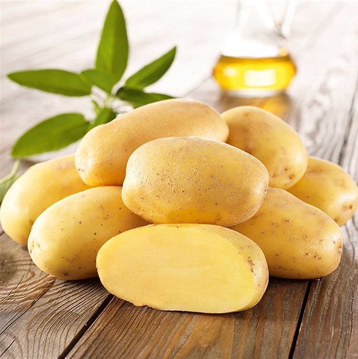 Pflanzkartoffel 'Sieglinde'