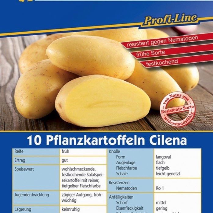 Pflanzkartoffeln 'Cilena'