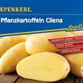 Pflanzkartoffeln 'Cilena'