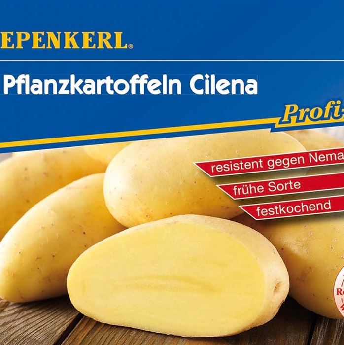 Pflanzkartoffeln 'Cilena'