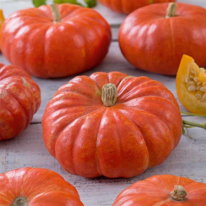 Kürbis 'Rouge vif d'Etampes' (Roter Zentner)