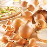 Steckzwiebel Bio-'Sturon' 60er Pack