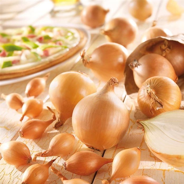 Steckzwiebel Bio-'Sturon' 60er Pack