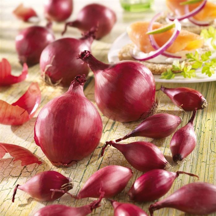 Steckzwiebel 'Rote Piroska'