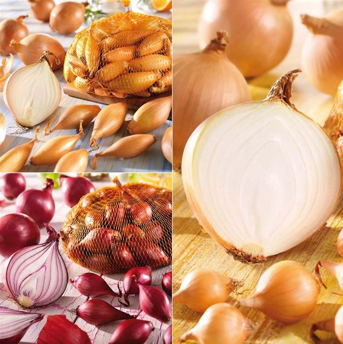 Steckzwiebel-Trio gelbe, rote und birnenförmige 75er Mix