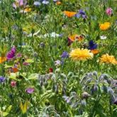 Blumen-Mischung 'Bee Happy'