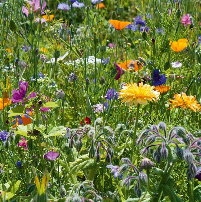 Blumen-Mischung 'Bee Happy'