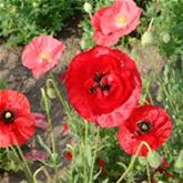 Klatschmohn gemischt