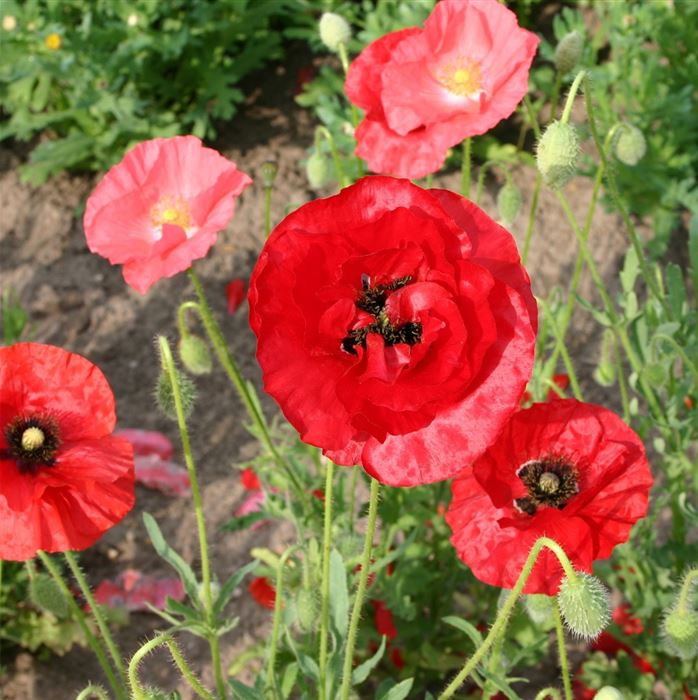 Klatschmohn gemischt