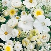 Sommerblumen 'Blütenträume Weiß Mischung'