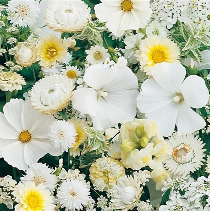Sommerblumen 'Blütenträume Weiß Mischung'