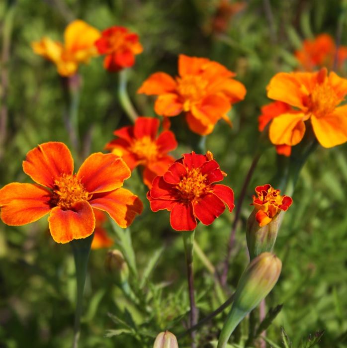 Studentenblume wildform