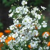 Schleierkraut reinweiß