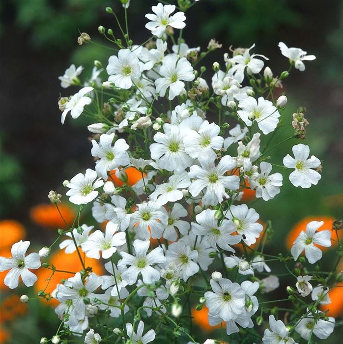 Schleierkraut reinweiß