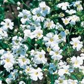 Schleierkraut reinweiß