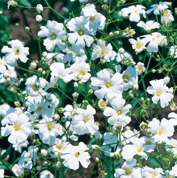 Schleierkraut reinweiß