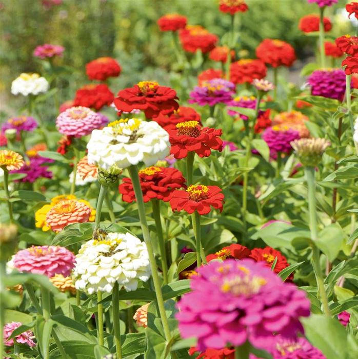 Zinnie 'Liliput Mischung'