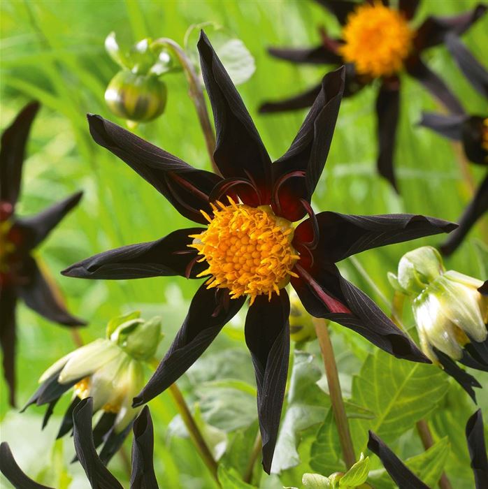 Orchideenblütige Dahlie 'Verrone's Obsidian'