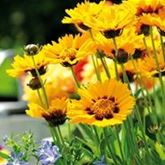 Zwergiges Mädchenauge 'Sterntaler'