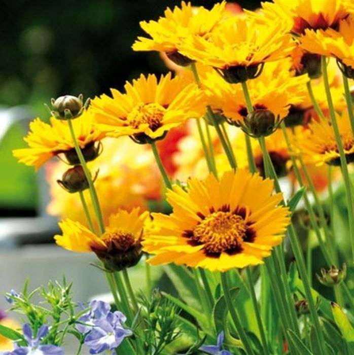 Zwergiges Mädchenauge 'Sterntaler'