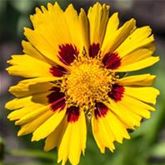 Zwergiges Mädchenauge 'Sterntaler'