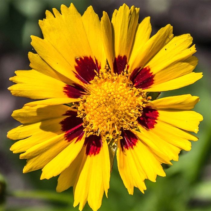 Zwergiges Mädchenauge 'Sterntaler'