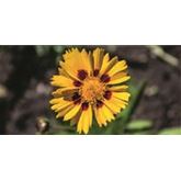 Zwergiges Mädchenauge 'Sterntaler'